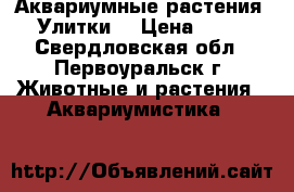 Аквариумные растения. Улитки. › Цена ­ 50 - Свердловская обл., Первоуральск г. Животные и растения » Аквариумистика   
